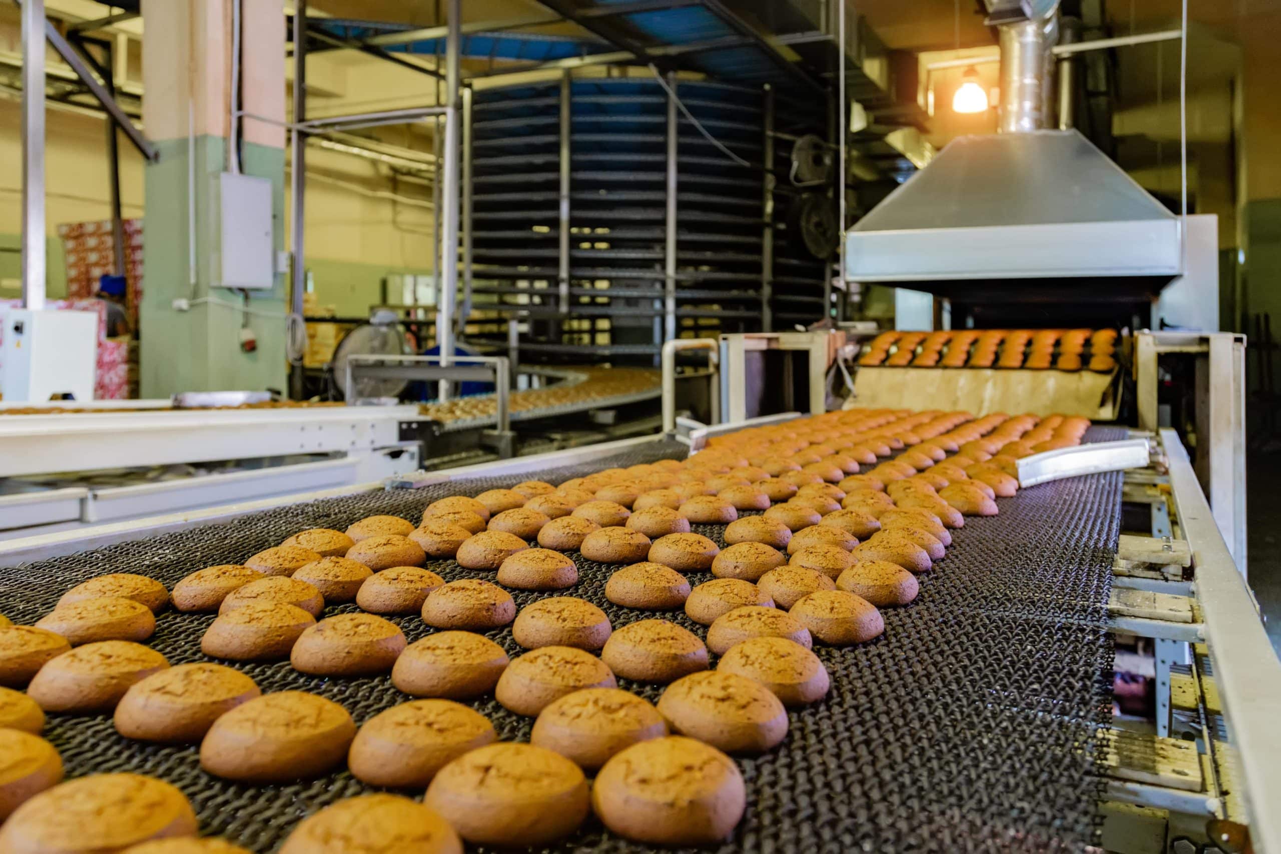 cookies on conveyer belt in food processing plant