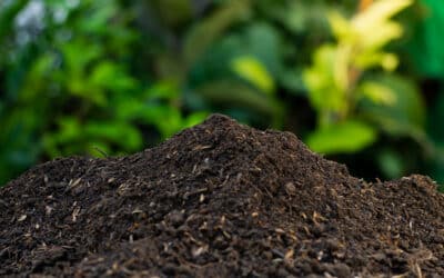 Embracing Composting: A Sustainable Step Towards a Greener Tomorrow with Southwaste